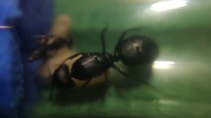 Camponotus Vagus с нуля| цикл поднятие гигантов!