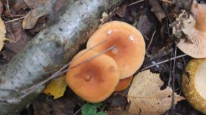 Краснушка - мелкий гриб для соления.