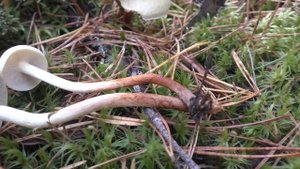 Съедобный Ложноопёнок серо-пластинчатый - Hypholoma capnoides