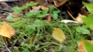 Она убивает постепенно. Чёрный груздь  в сравнении с тонкой свинушкой.