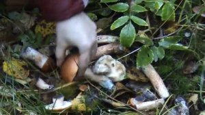 Дневник грибника 23 сентября 2016. Подосиновики красные.