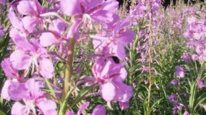 Иван-чай  красивый!