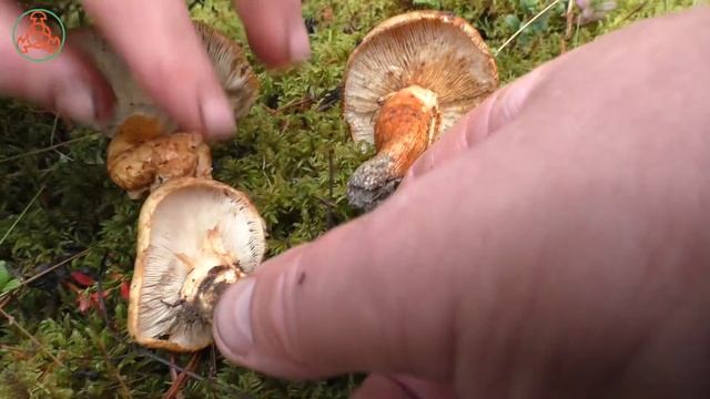 Это не мацутаке! Рядовка перевязанная - Tricholoma focale. Гриб экологически чистых боров.