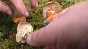 Это не мацутаке! Рядовка перевязанная - Tricholoma focale. Гриб экологически чистых боров.