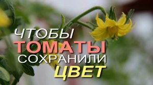 КАК УБЕРЕЧЬ ЦВЕТЕНИЕ ТОМАТОВ при РЕЗКИХ ПЕРЕПАДАХ ТЕМПЕРАТУРЫ! Советы от ЗЕЛЕНОГО ОГОРОДА!
