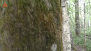 Трутовик ложный (Т.обожжённый)  - Phellinus igniarius. Гриб с большим потенциалом.