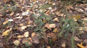 Дневник грибника 11 октября 2017 г. В поисках белых