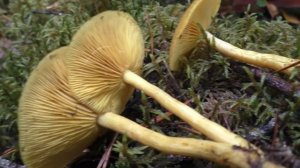 Рядовка украшенная - Tricholomopsis decora.  Съедобный гриб.