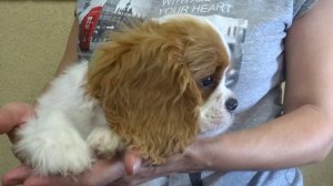 Элвис на ручках