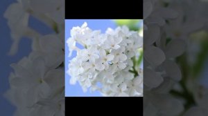 Исцеление всех кармических связей с загаданные человеком - сеанс Кундалини рейки