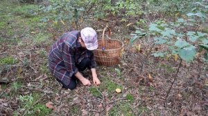 Невероятный урожай. Моховик жёлто-бурый. Дубль 2.