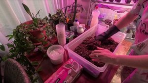 КАК ПРАВИЛЬНО ПЕРЕСАДИТЬ КАЛИБРАХОА.ОТВЕТЫ НА ВОПРОСЫ.