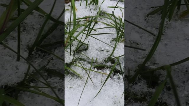 трава под снегом