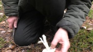 Один из лучших грибов осени - Рядовка штриховатая.