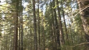 В сырых лесах на глине. Подосиновики красные. Дневник грибника 11 сентября 2019 года