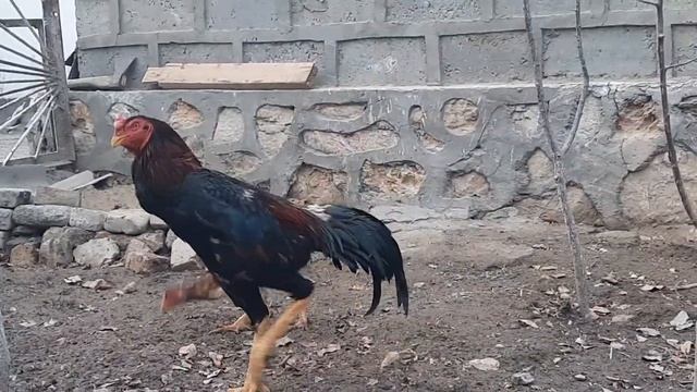 Корея по кличке Жекичан🔥