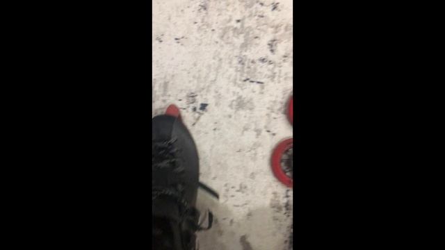 МОИ ДОМАШНИЕ ЖИВОТНЫЕ :)