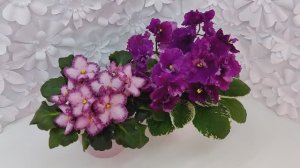 Фиалки БР-Купец и ЛЕ-Адреналин