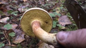 Дневник грибника 8 октября 2017 года. Собираем ложноопята.