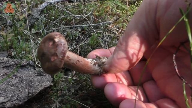 Грибное царство просыпается! Из цикла "Дневник грибника" 19 августа 2021 года.