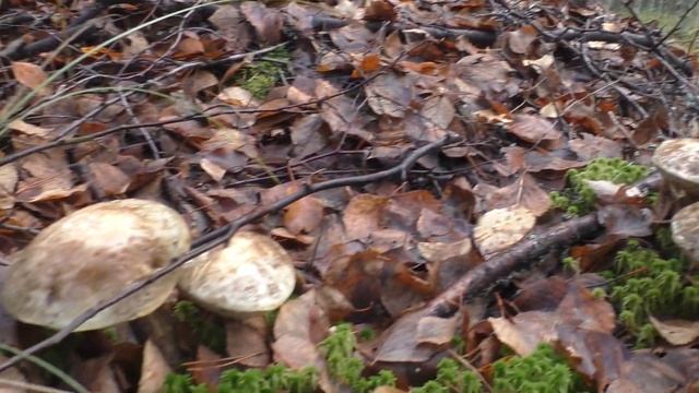 Зазвенели грибы на морозе и др. Дневник грибника 12 октября 2022 года. смотреть онлайн