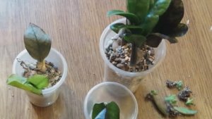 Распаковка новых растений