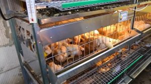 КУПИЛ ГРАНУЛЯТОР! СВОЙ КОМБИКОРМ!!