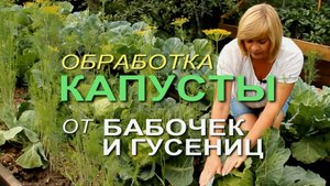 КАК ЗАЩИТИТЬ КАПУСТУ от ВРЕДИТЕЛЕЙ и СОХРАНИТЬ УРОЖАЙ! Советы от ЗЕЛЕНОГО ОГОРОДА!