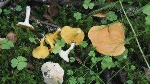 Ежовик жёлтый - двойник Лисички настоящей