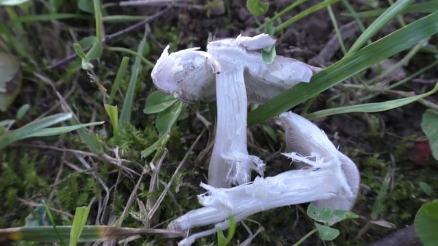 Рядовка серебристо-серая  -  Tricholoma argyraceum.
