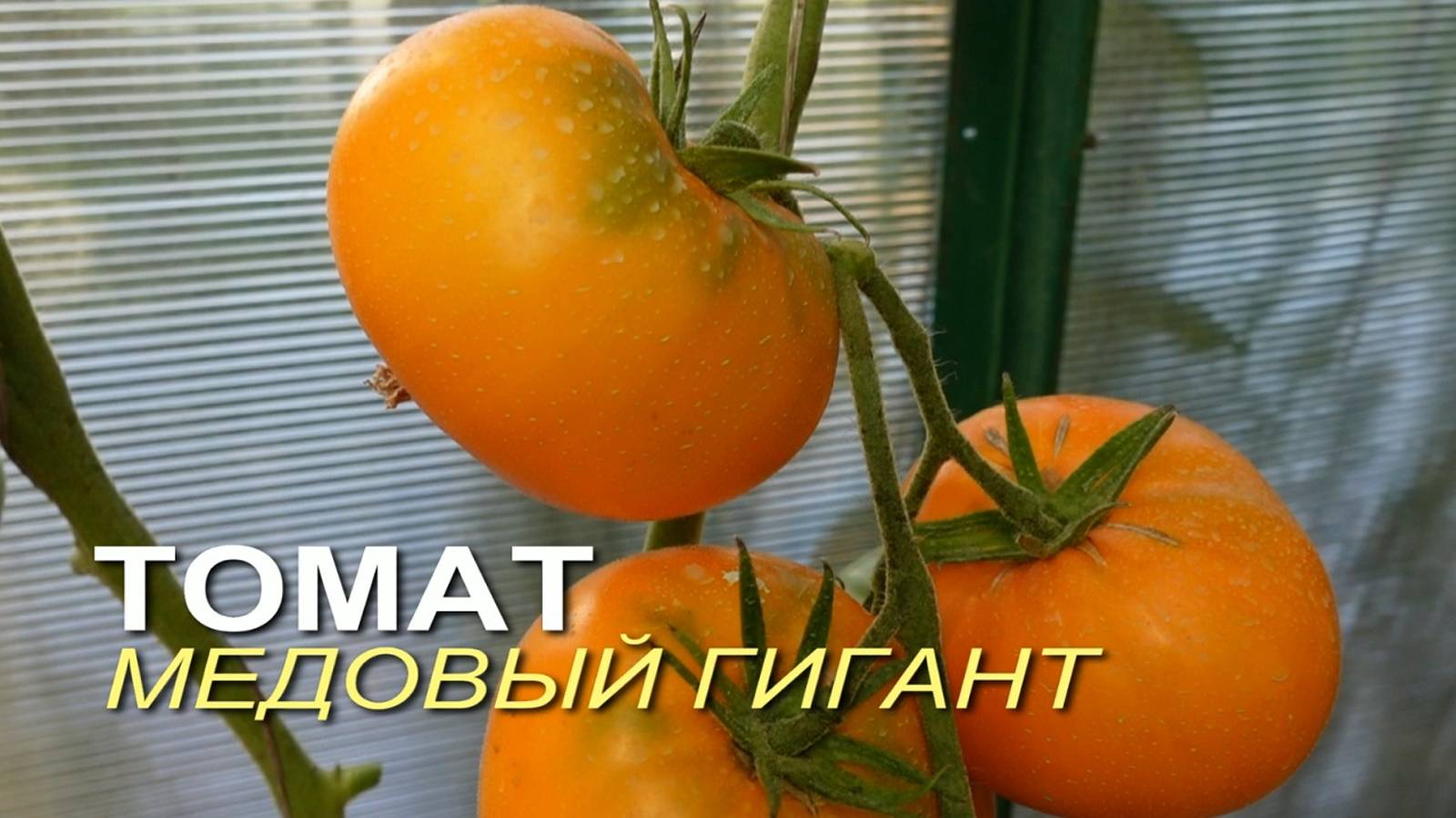 Томат МЕДОВЫЙ ГИГАНТ. Обзор сортов ТОМАТОВ!
