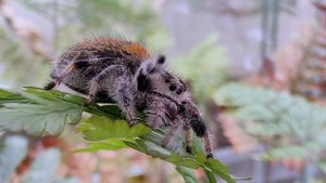 Шелоб умывается