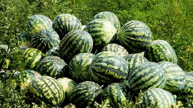 Ахтуба. Арбузы, помидоры, раки и море рыбы..