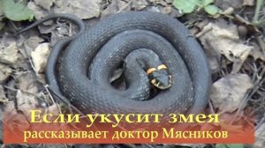 Если укусит змея. Рассказывает доктор Мясников.
