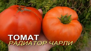Томат РАДИАТОР ЧАРЛИ! Обзор сортов ТОМАТОВ!