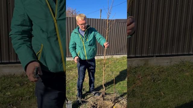 Посадка и послепосадочная обрезка саженцев