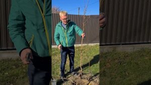 Посадка и послепосадочная обрезка саженцев