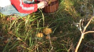 Грибы на кромке берега. Дневник грибника 19 сентября  2018 года