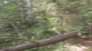 Дайте грибам вырасти! Зонтик пёстрый.