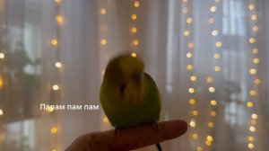 Говорящий волнистый попугай 💚✨
