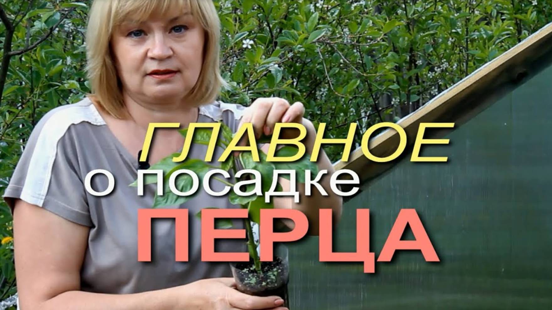 ВАЖНЫЕ ОСОБЕННОСТИ ПРИ ПОСАДКЕ ПЕРЦА! Советы от ЗЕЛЕНОГО ОГОРОДА!