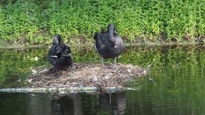 11613713-hd_1920_1080_50fps