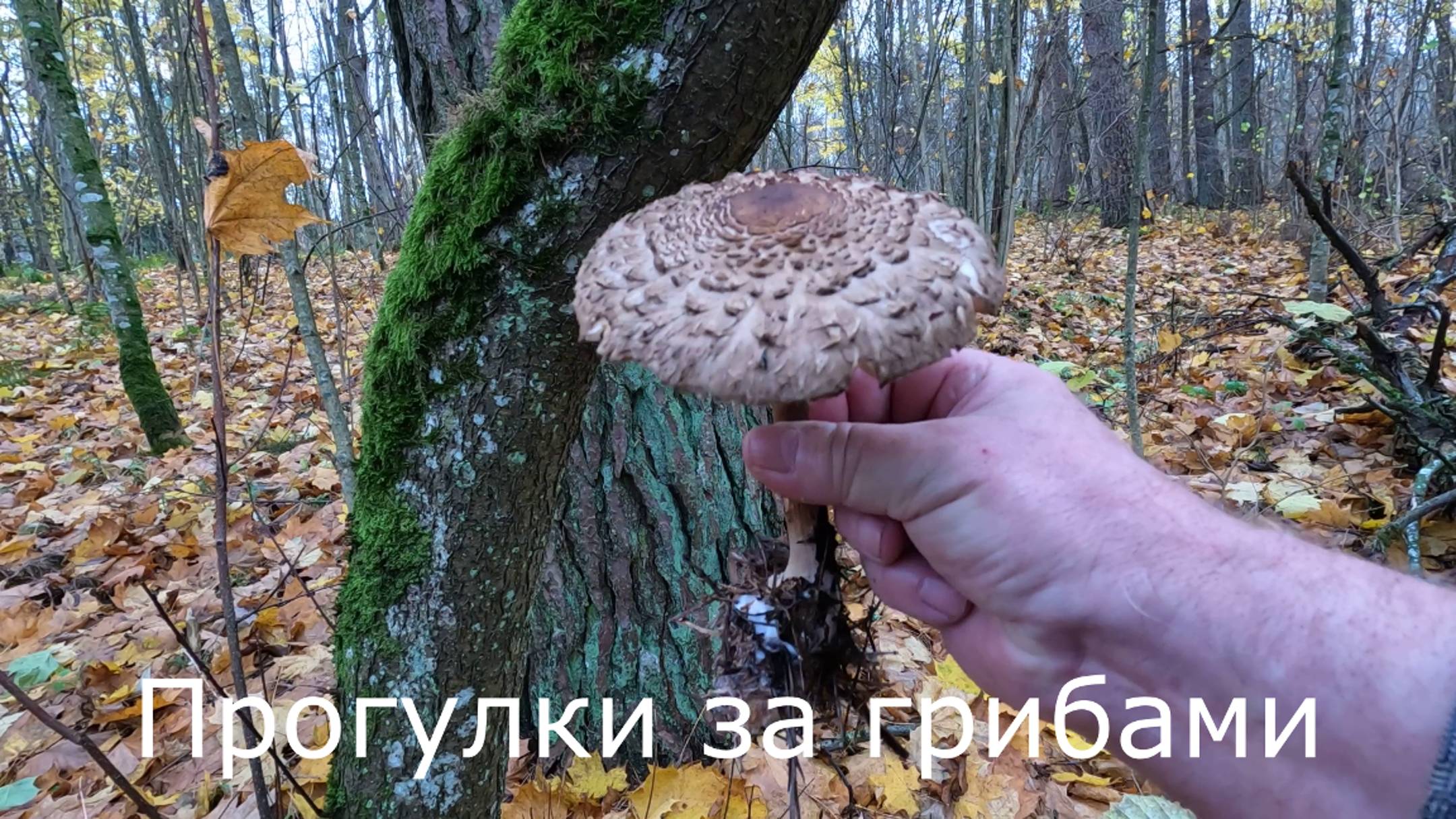 Прогулки за грибами.  Какие грибы растут в десятых числах ноября в смешанном лесу.