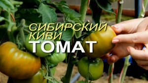 СИБИРСКИЙ КИВИ! ОБЗОР СОРТОВ ТОМАТОВ! Советы от ЗЕЛЕНОГО ОГОРОДА!
