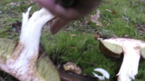 По знакомым грибным местам..  2-я серия Дневника грибника 4 сентября 2018 года.