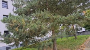 Эберсвальде. Штаб 20 Армии. ГСВГ. Германия. Eberswalde. Germany. 2021.