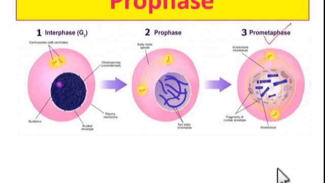 Mitosis -part I /Prophase & Metaphase