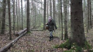 Дневник грибника 9 октября 2017. Чёрные грузди, говорушки, рядовки.