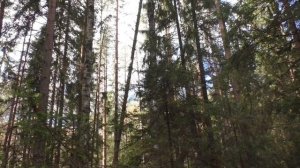 С НАДЕЖДОЙ НА РЯДОВКИ СЕРЫЕ. Дневник грибника 29 сентября 2018 года.