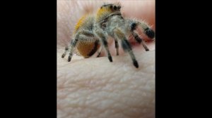 Паук скакунчик самочка